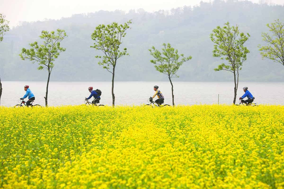 Gyeonggi-do-canola-flower-drive-0.jpg