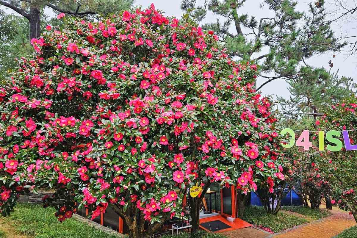 Shinan-gun-Camellia-Festival5.jpg