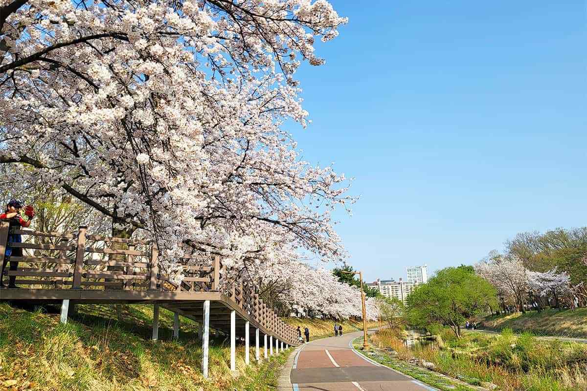 Seongnam-Cherry-Blossom-Spots1.jpg