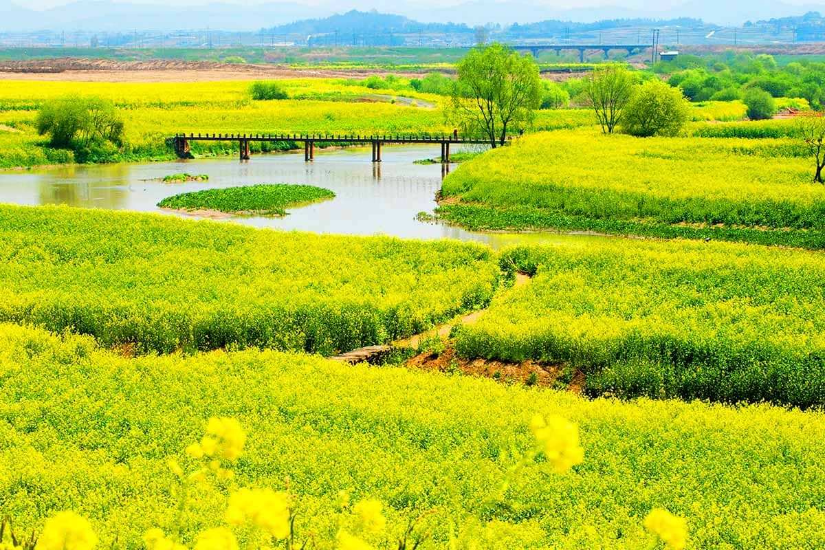 Jeollanam-do-rape-flower-Attraction-0.jpg