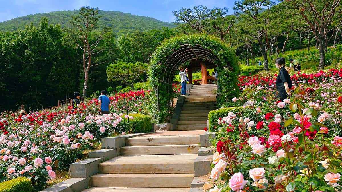 Gyeyangsan-Rose-Garden-4.jpg
