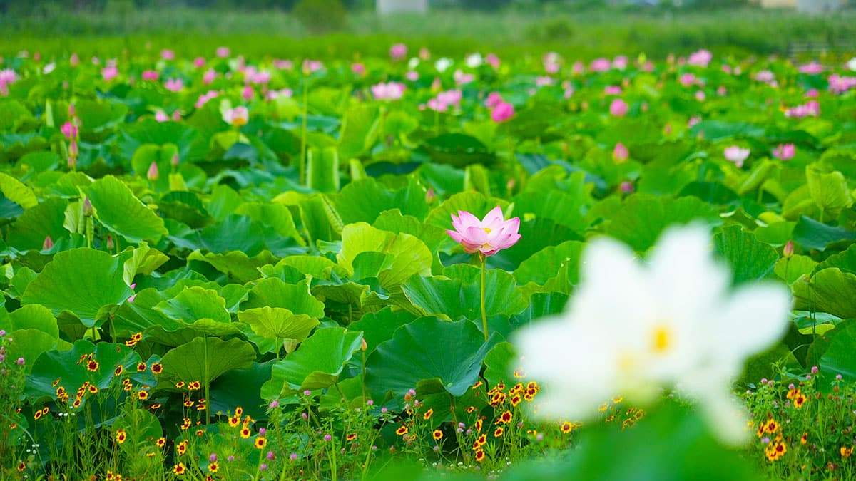 Lotus-Joman-River-Ecological-Sports-Park-2.jpg