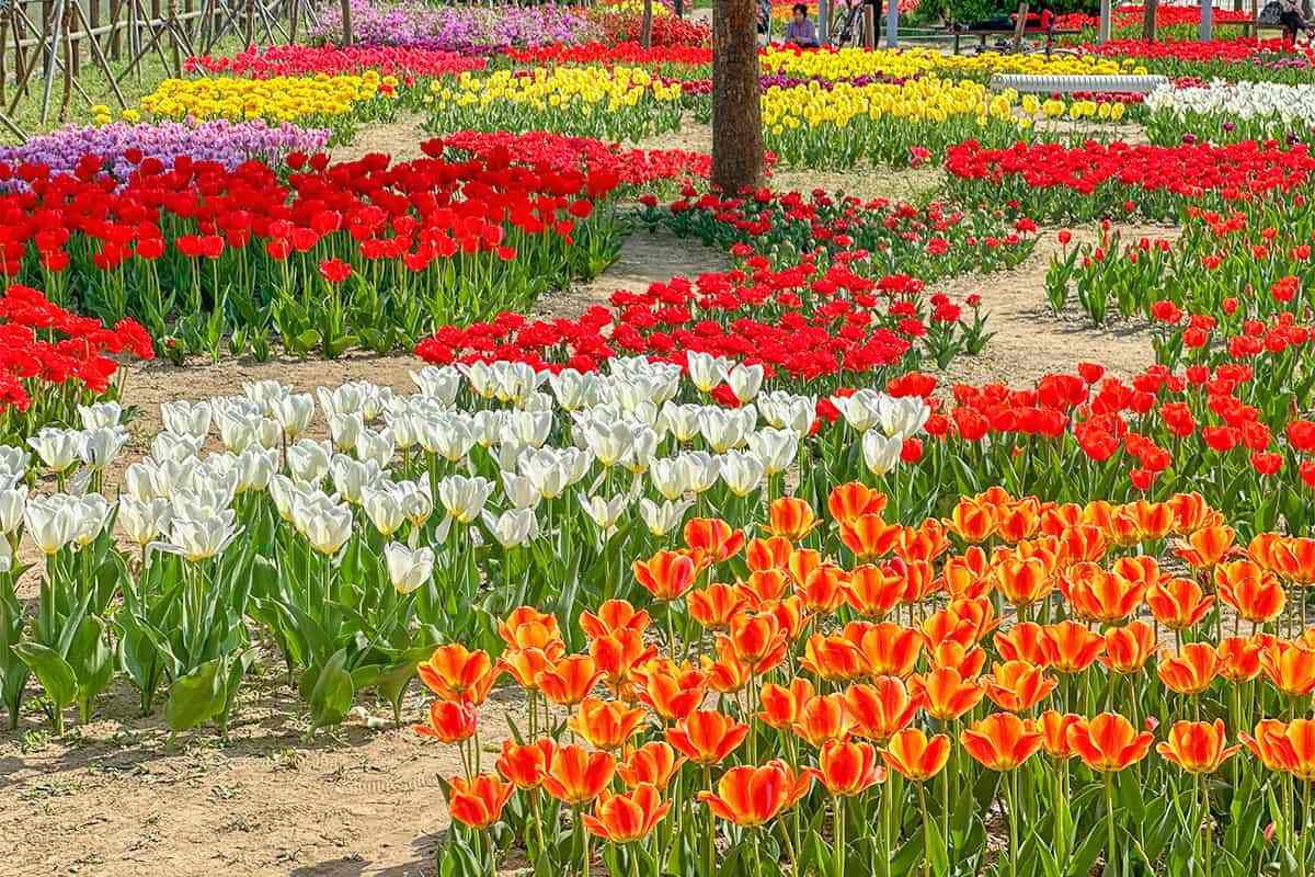 Jungnangcheon-Tulip-Garden3.jpg
