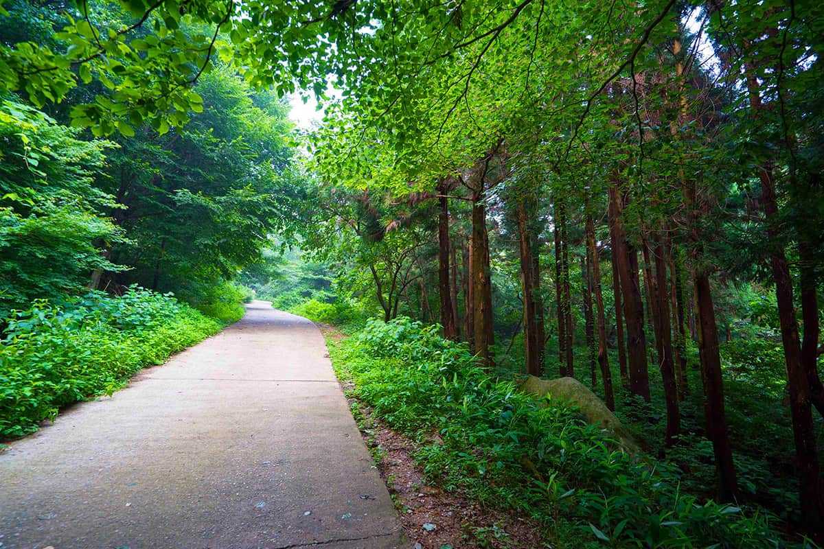 Jangseong-Healing-Forest-1.jpg
