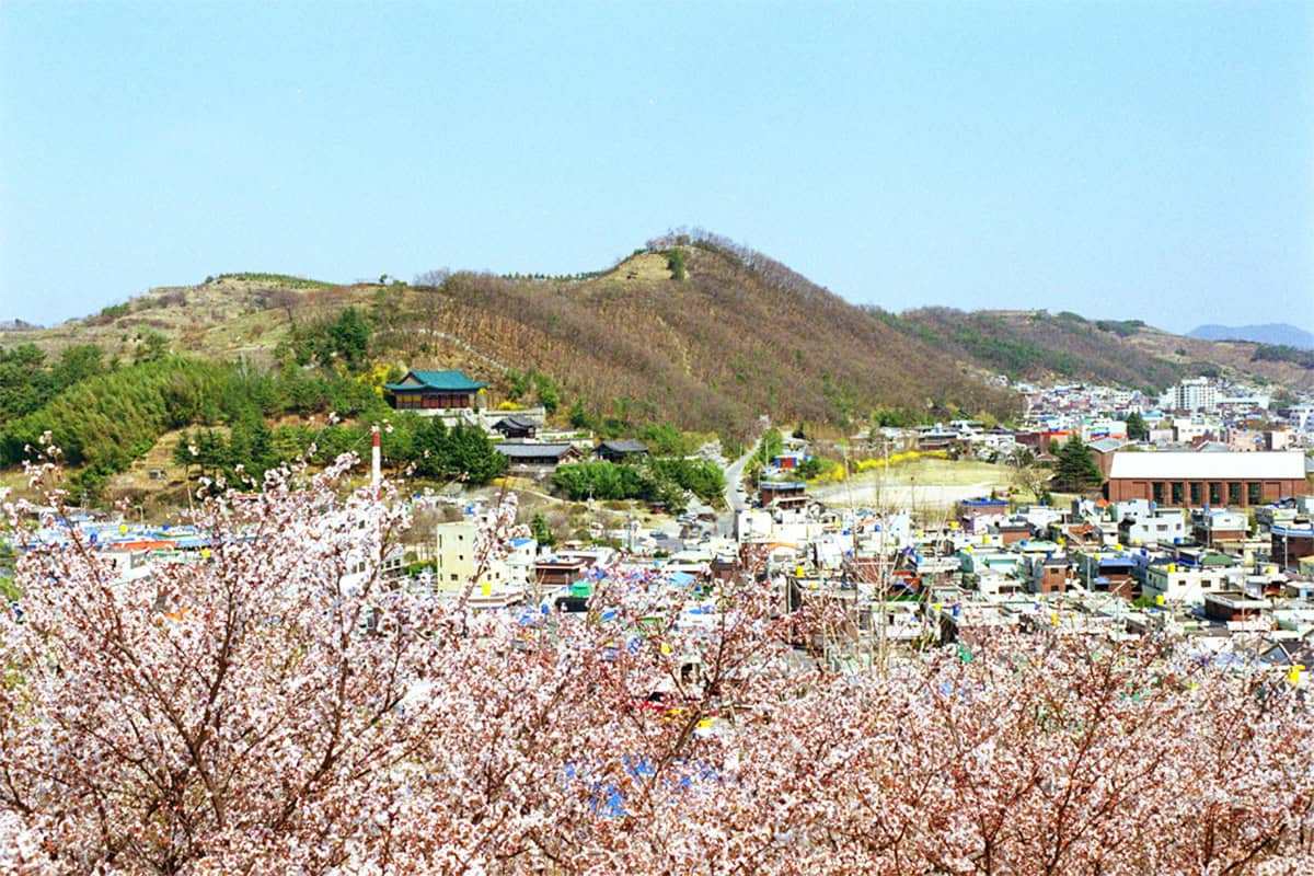 Jinju-Spring-Travel-Destination1.jpg