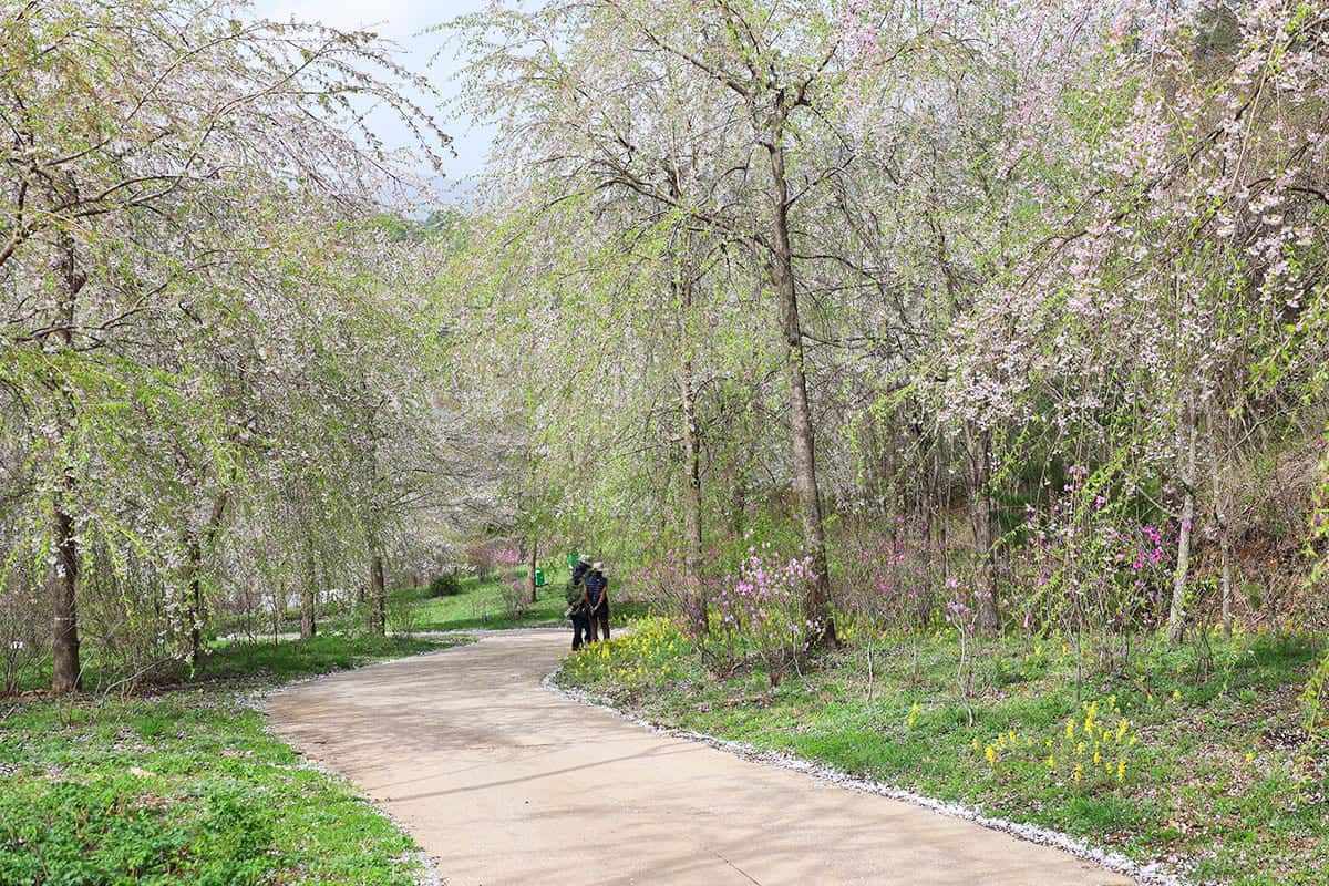 National-Baekdudaegan-Arboretum-Free-Opening3.jpg