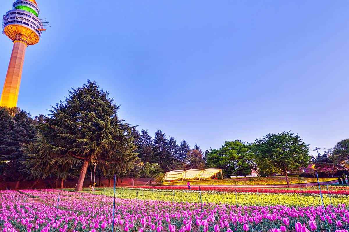 Daegu-E-World-Tulip3.jpg