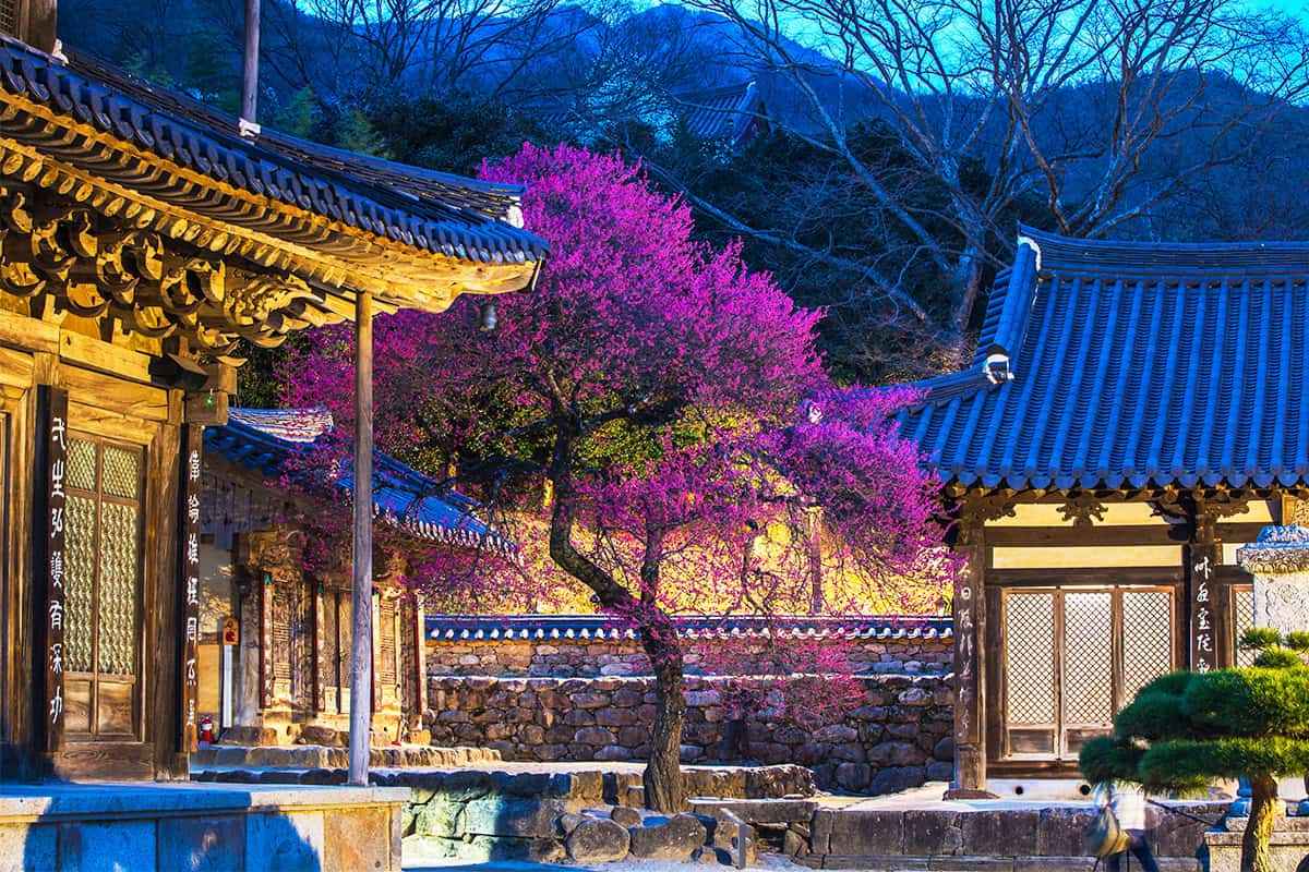 Koreas-top-three-red-plum-blossom-attractions2.jpg