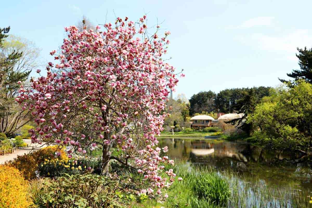 Cheonliposu-Arboretum4.jpg