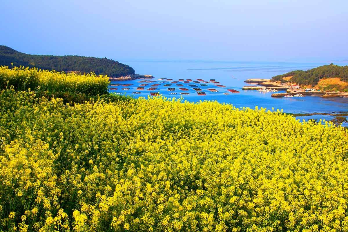 Jeollanam-do-rape-flower-Attraction-4.jpg