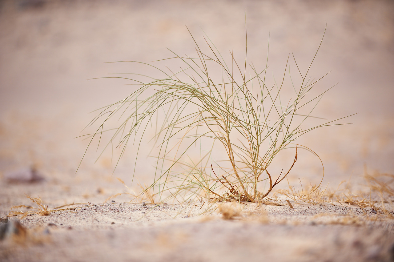 desert-plant-in-sinai-2023-11-27-05-01-18-utc.jpg