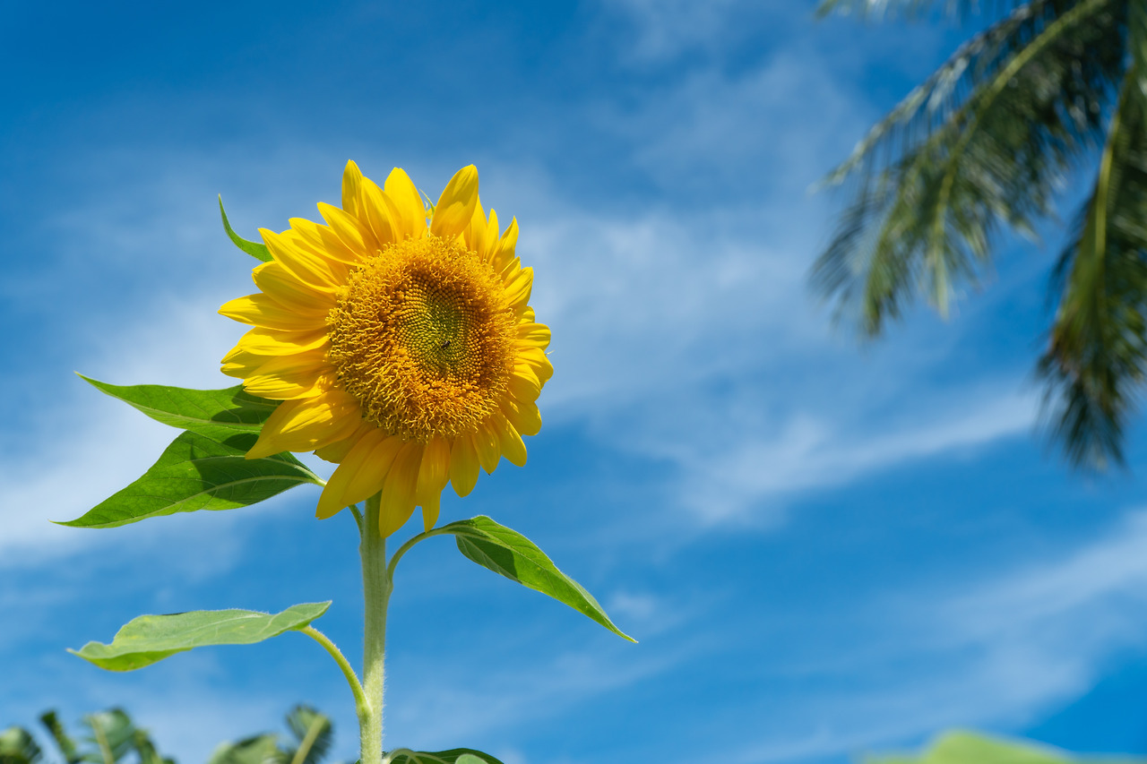 macro-shot-closeup-sunflower-on-blue-sky-backgrou-2023-11-27-04-51-43-utc.jpg
