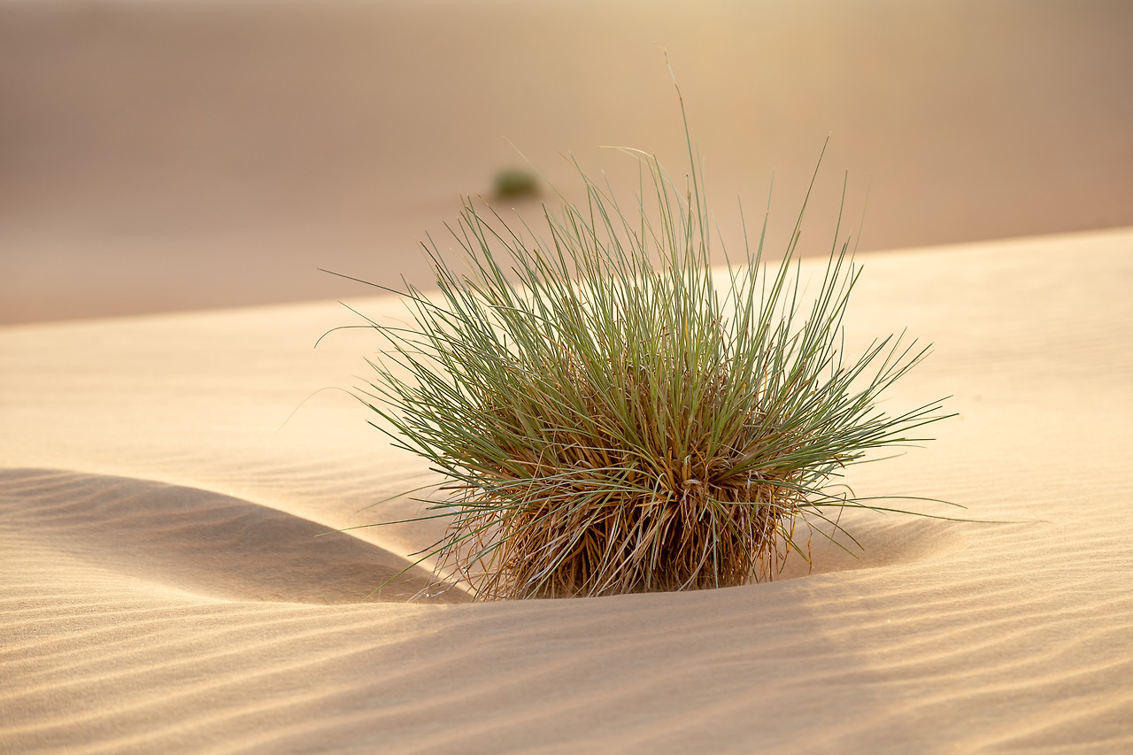 desert-shrub-between-sand-dunes-in-liwa-abu-dhabi-2023-11-27-05-34-21-utc.jpg