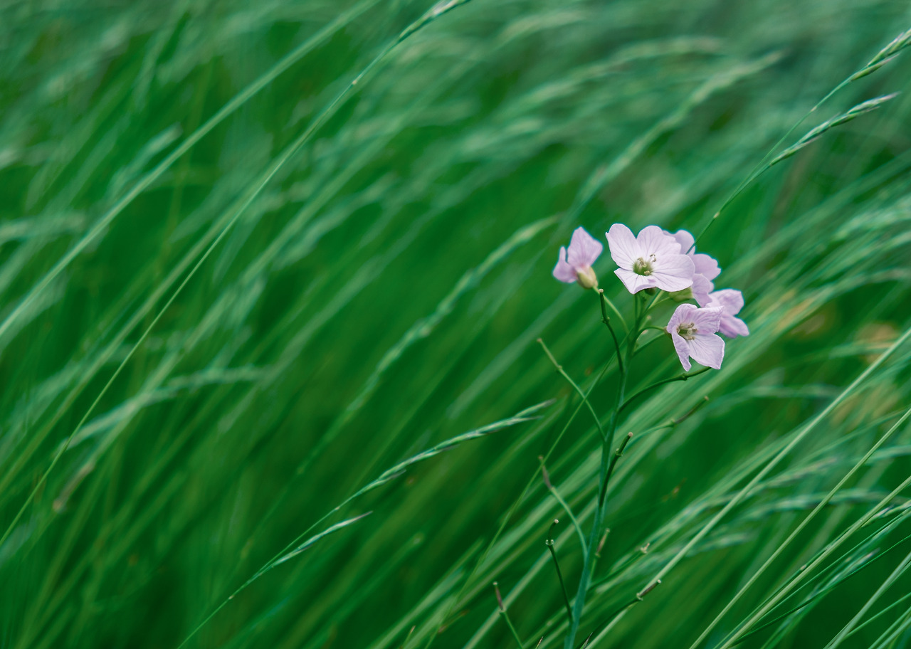 lilac-wildflower-in-long-grass-2023-11-27-04-58-16-utc.jpg