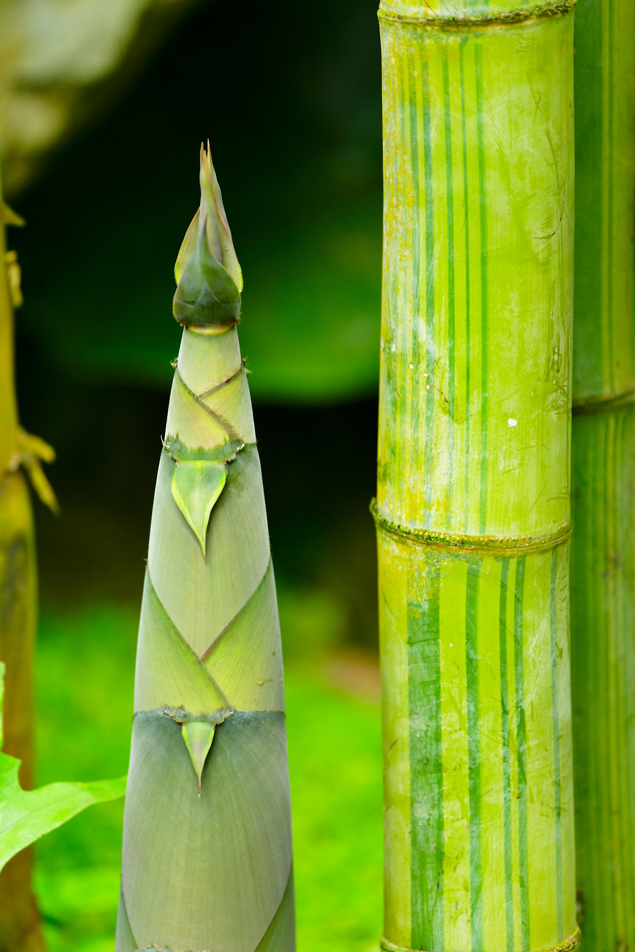 bamboo-shoot-2023-11-27-05-02-45-utc.jpg