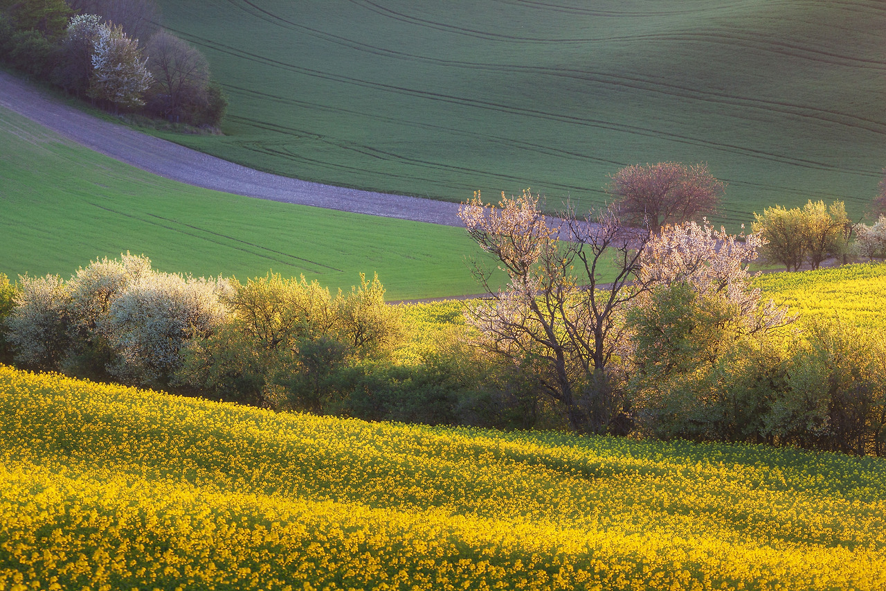 beautiful-yellow-rapeseed-fields-with-blooming-tre-2023-11-27-05-27-15-utc.jpg
