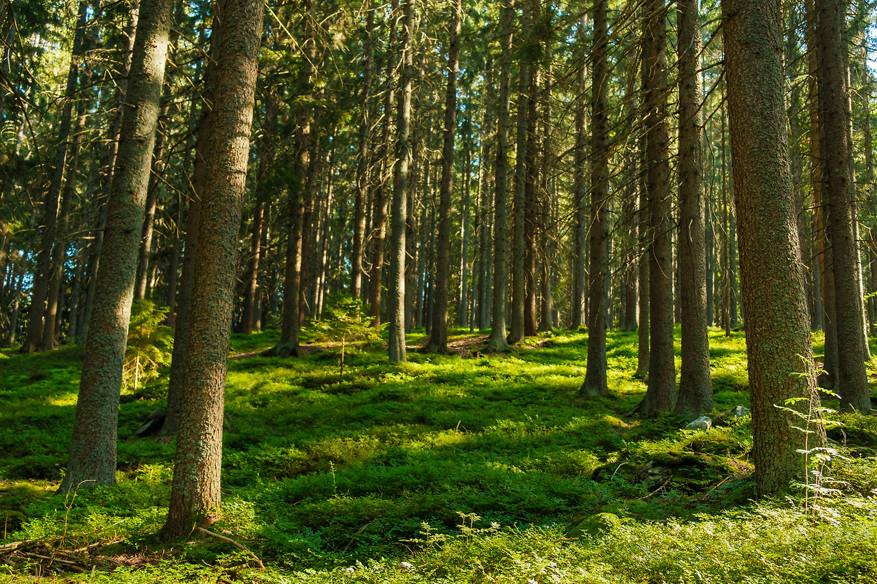 forest-with-bright-sun-shining-through-the-trees-c-2023-11-27-04-52-42-utc (1).jpg