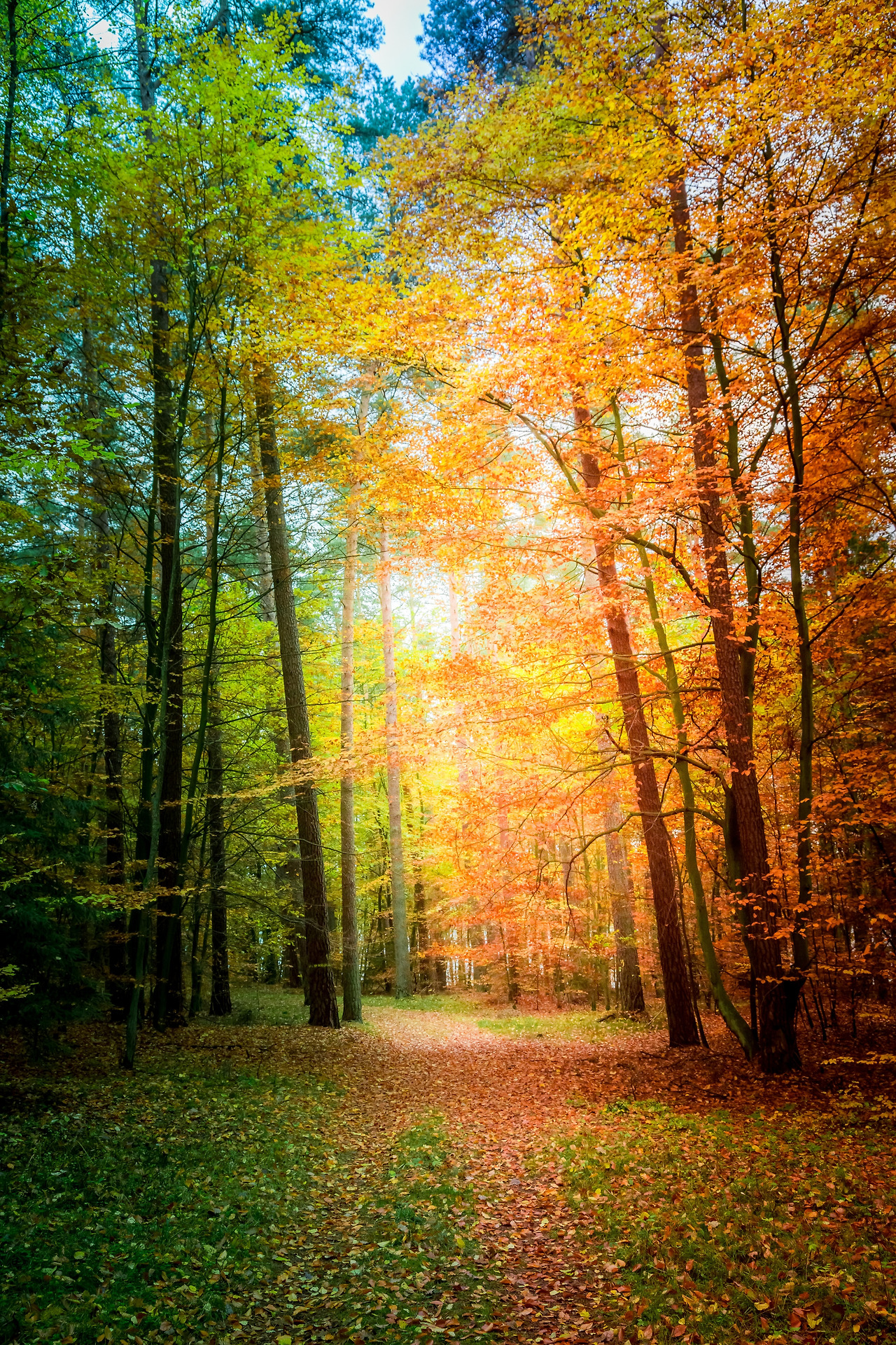 sunny-autumn-in-the-forest-in-europe-2023-11-27-04-54-25-utc.jpg