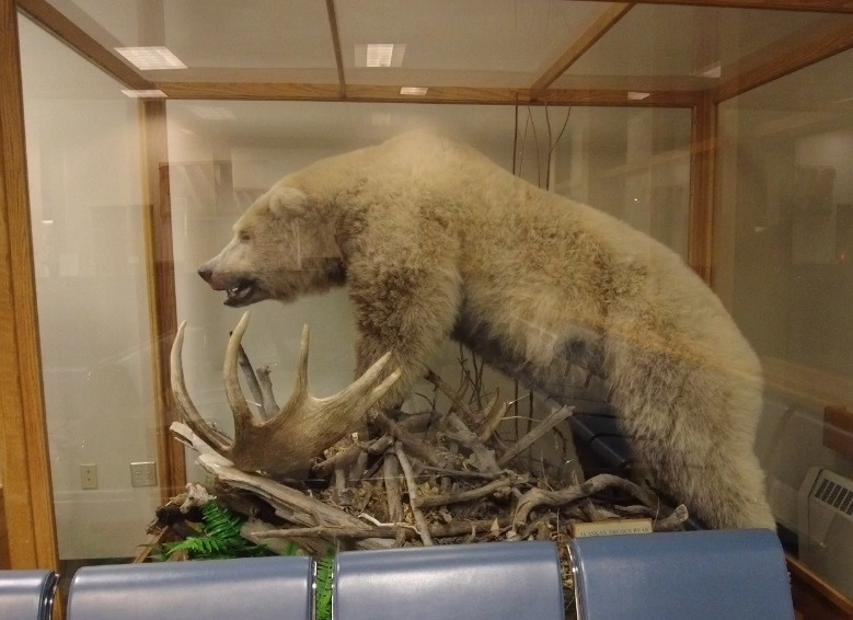 알라스카 곰.jpg