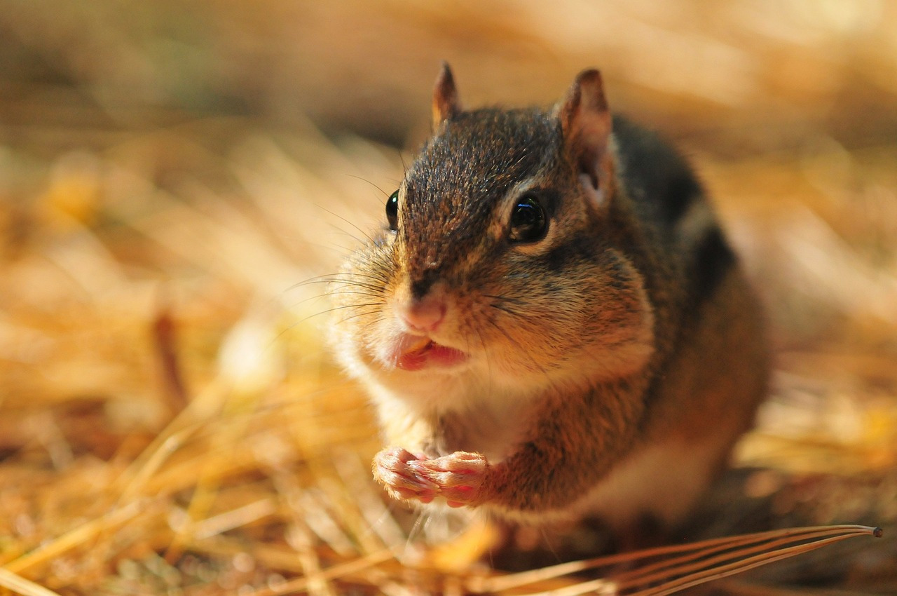 chipmunk-449155_1280.jpg
