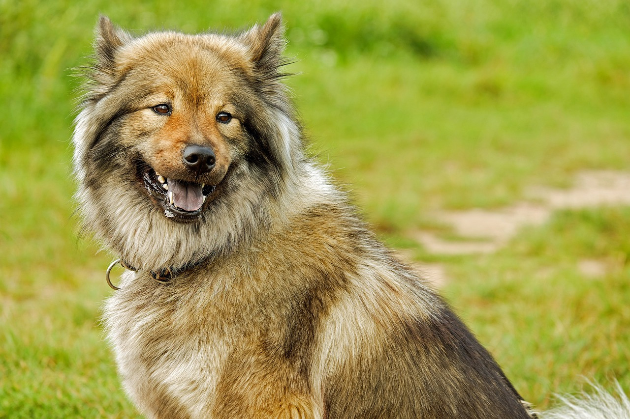 eurasier-2735337_1280.jpg