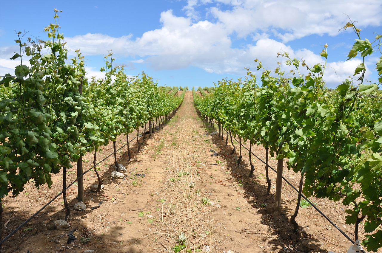 14년 11월 남아공 (104).jpg