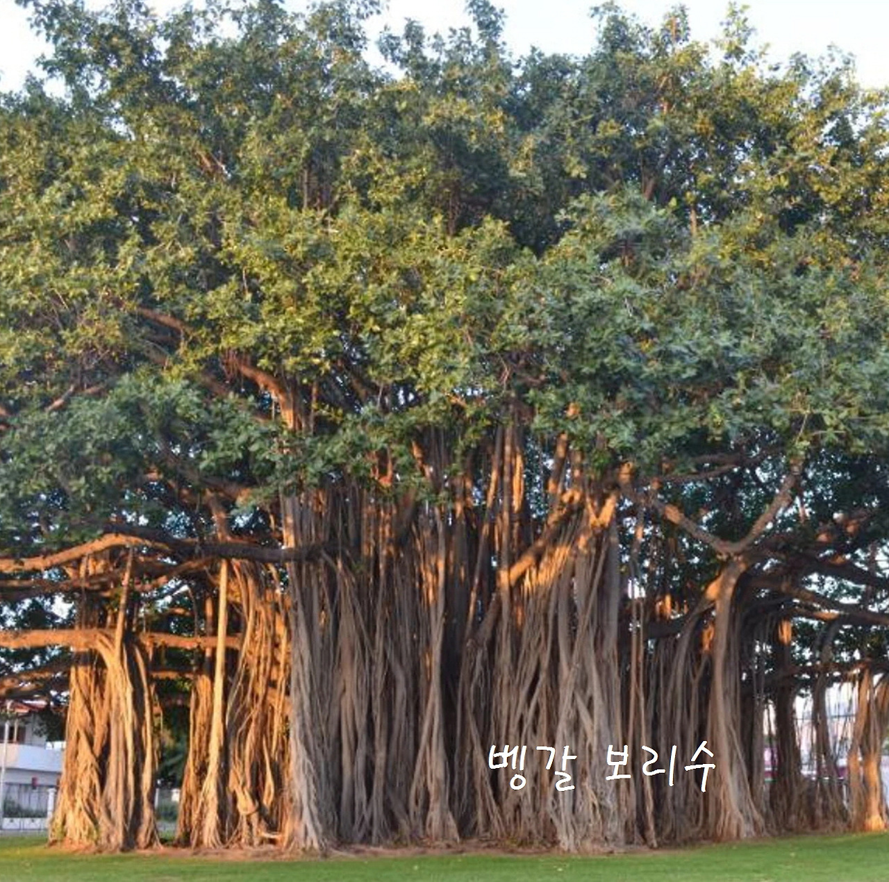 [꾸미기]기근이 발달해 있는 뱅갈보리수.jpg
