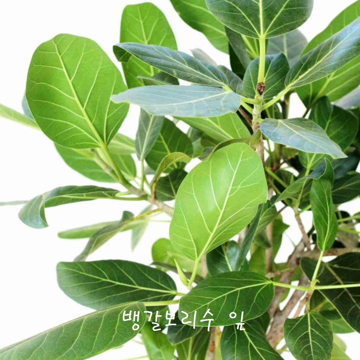 [꾸미기]뱅갈보리수잎.jpg