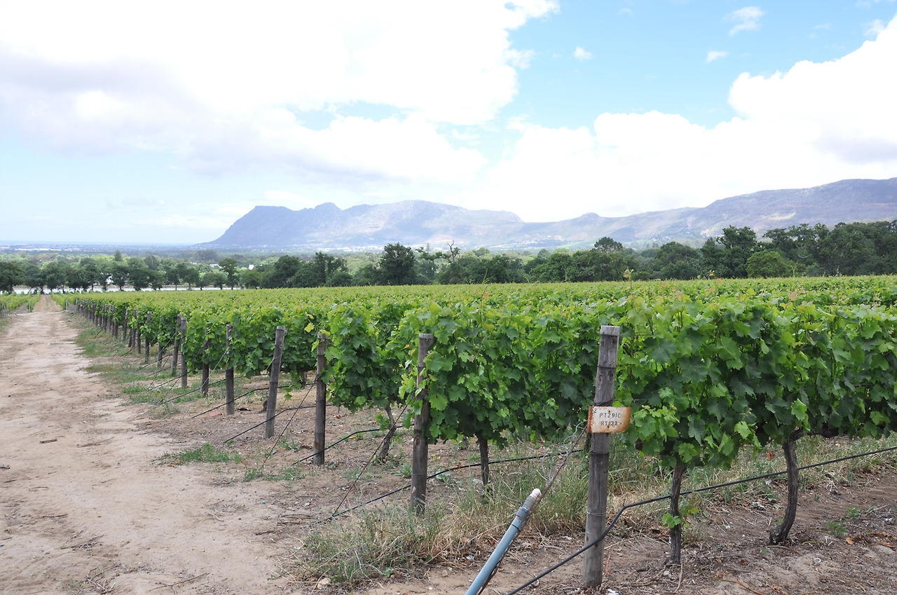 14년 11월 남아공 (96).jpg