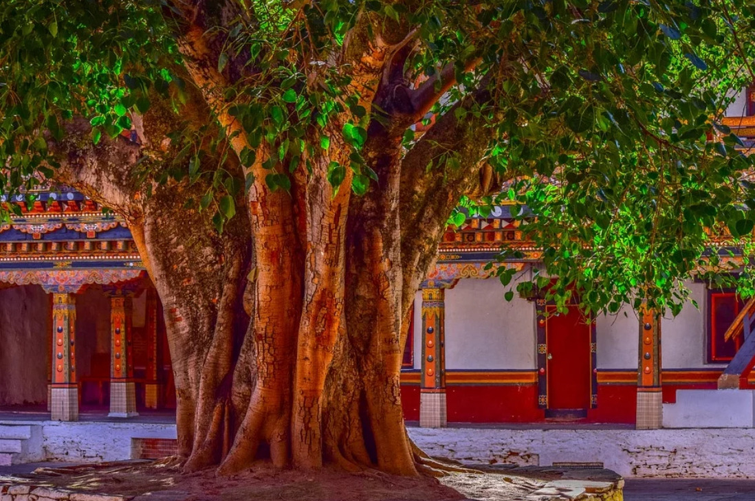 인도 보리수.jpg