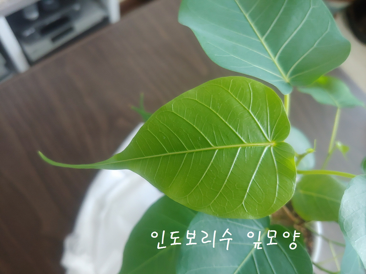 [꾸미기]보리수 잎.jpg