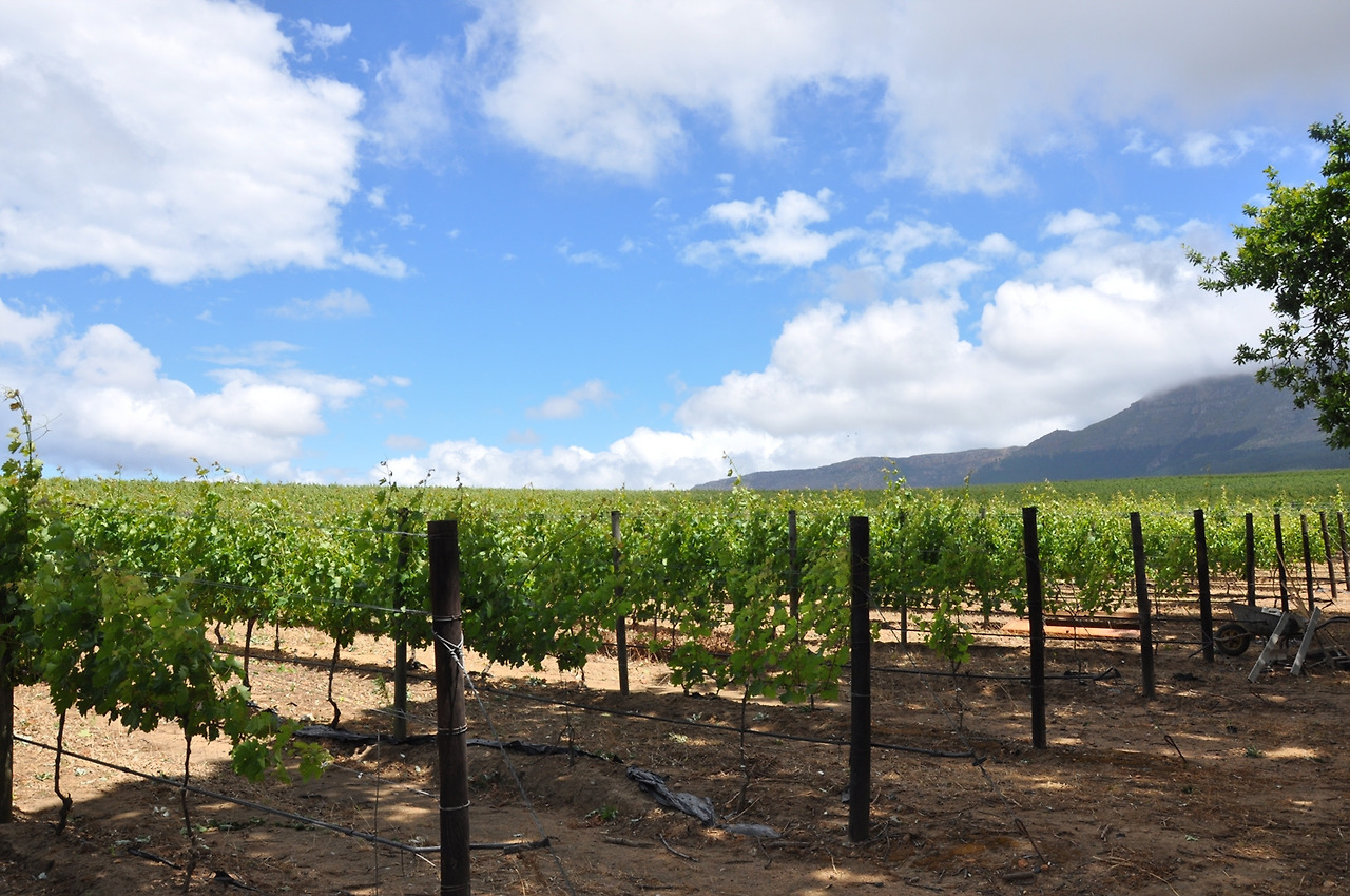 14년 11월 남아공 (103).jpg