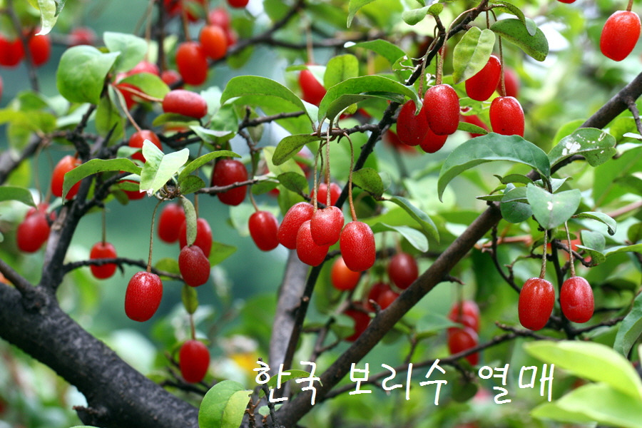 [꾸미기]한국의 보리수 열매.jpg