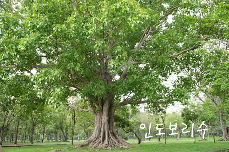 [꾸미기]인도보리수 나무 5.jpg