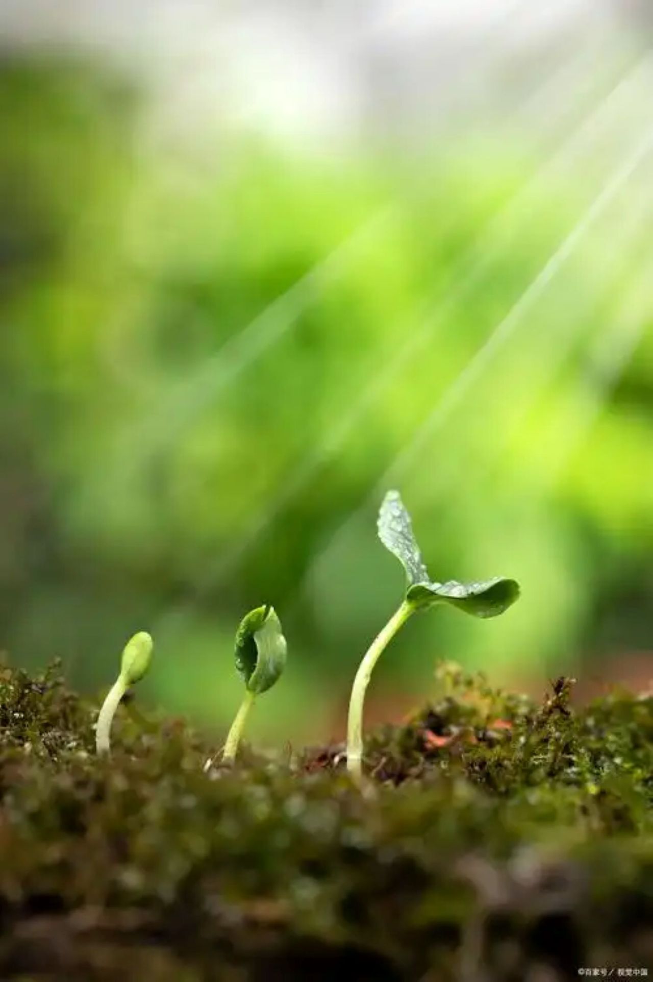 發芽.jpg