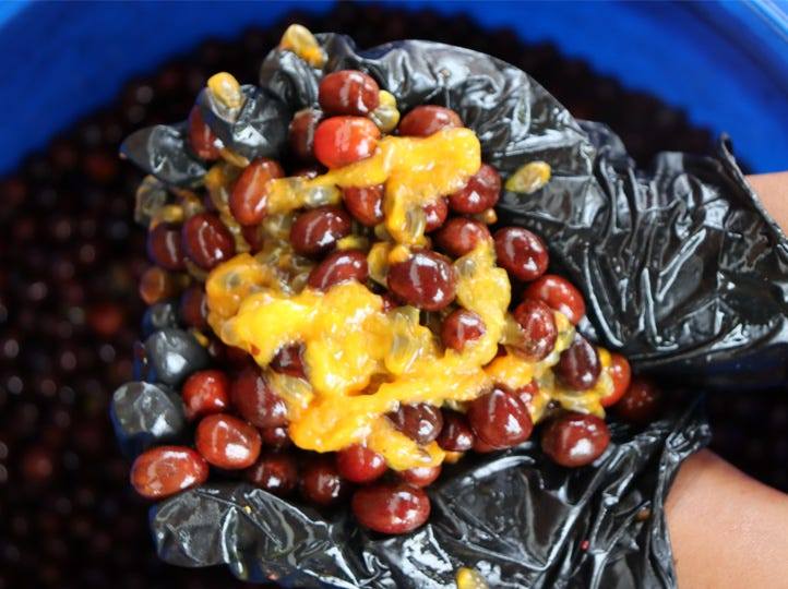 COVOYA---COFFEE---COLOMBIA-_FERM---PASSION---FRUIT---2.jpg