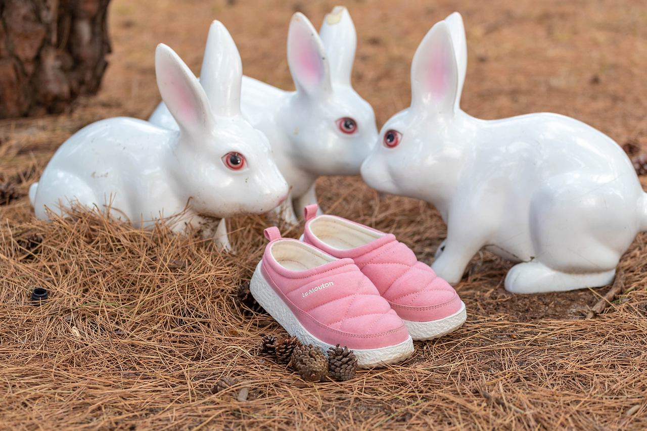 경포 호수 옆 소나무숲 (4).jpg