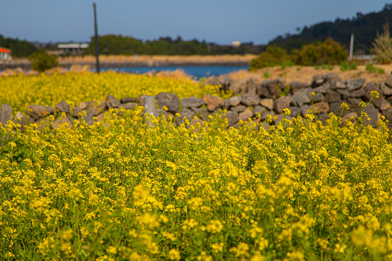 유채꽃.jpg
