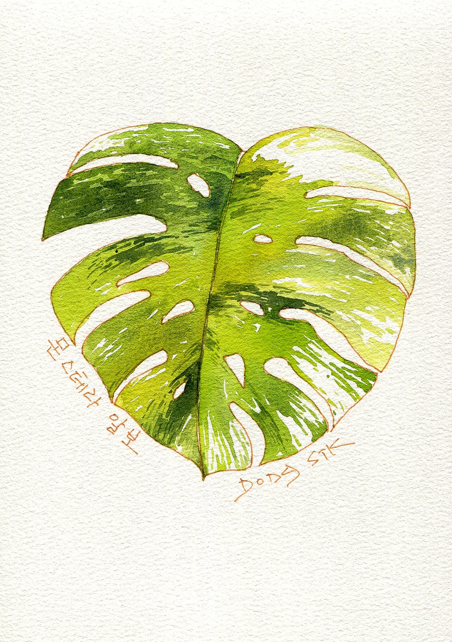 곶자왈보석상자-몬스테라 알보-004-s.jpg