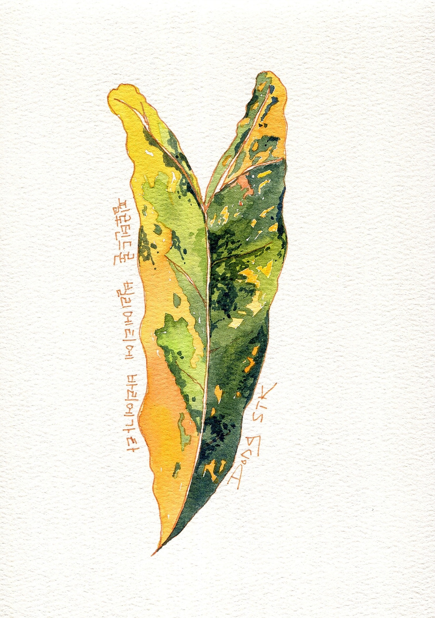 곶자왈보석상자-필로덴드론 빌리에티에 바리에가타-006-s.jpg