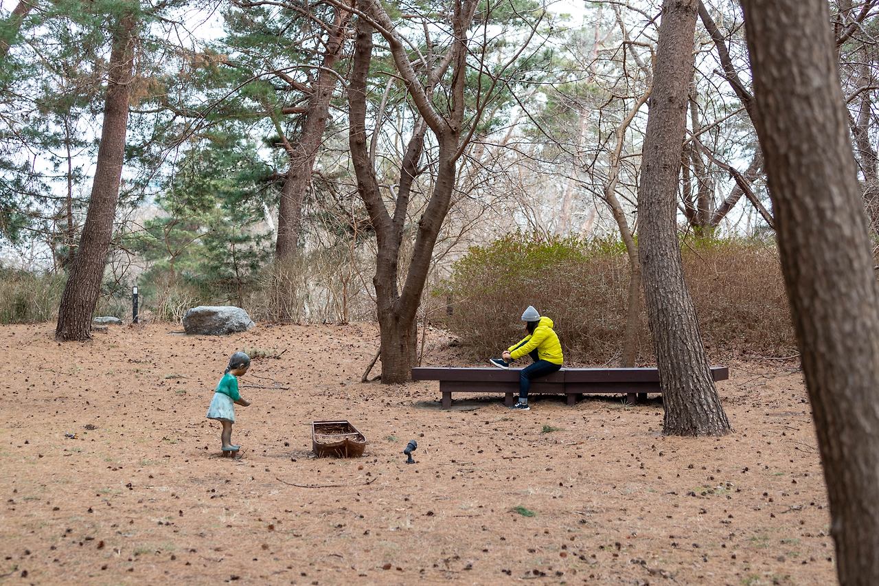 경포 호수 옆 소나무숲 (3).jpg