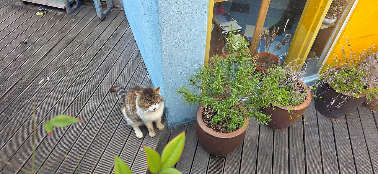 봄날 책방 고양이.jpg