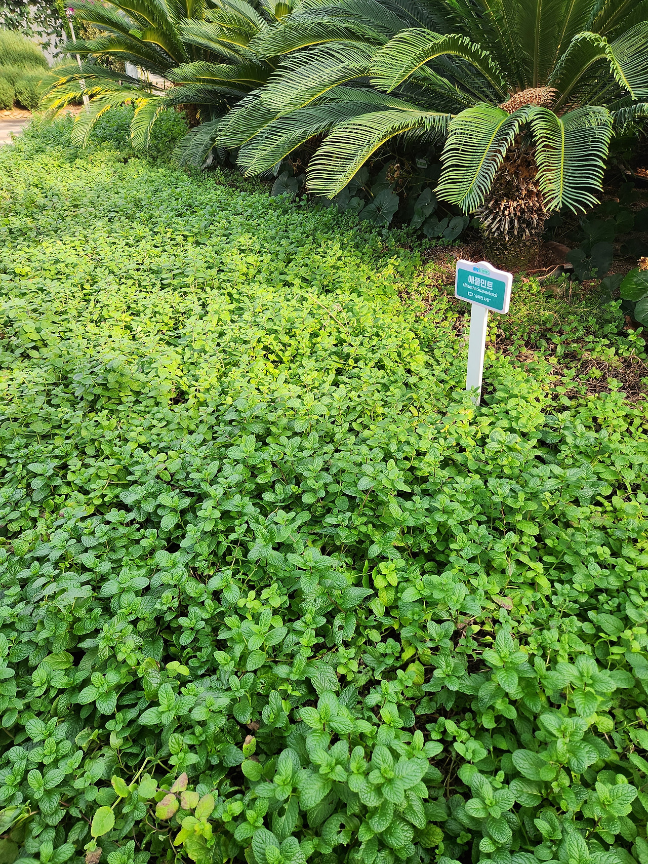 축제 사진 11.jpg