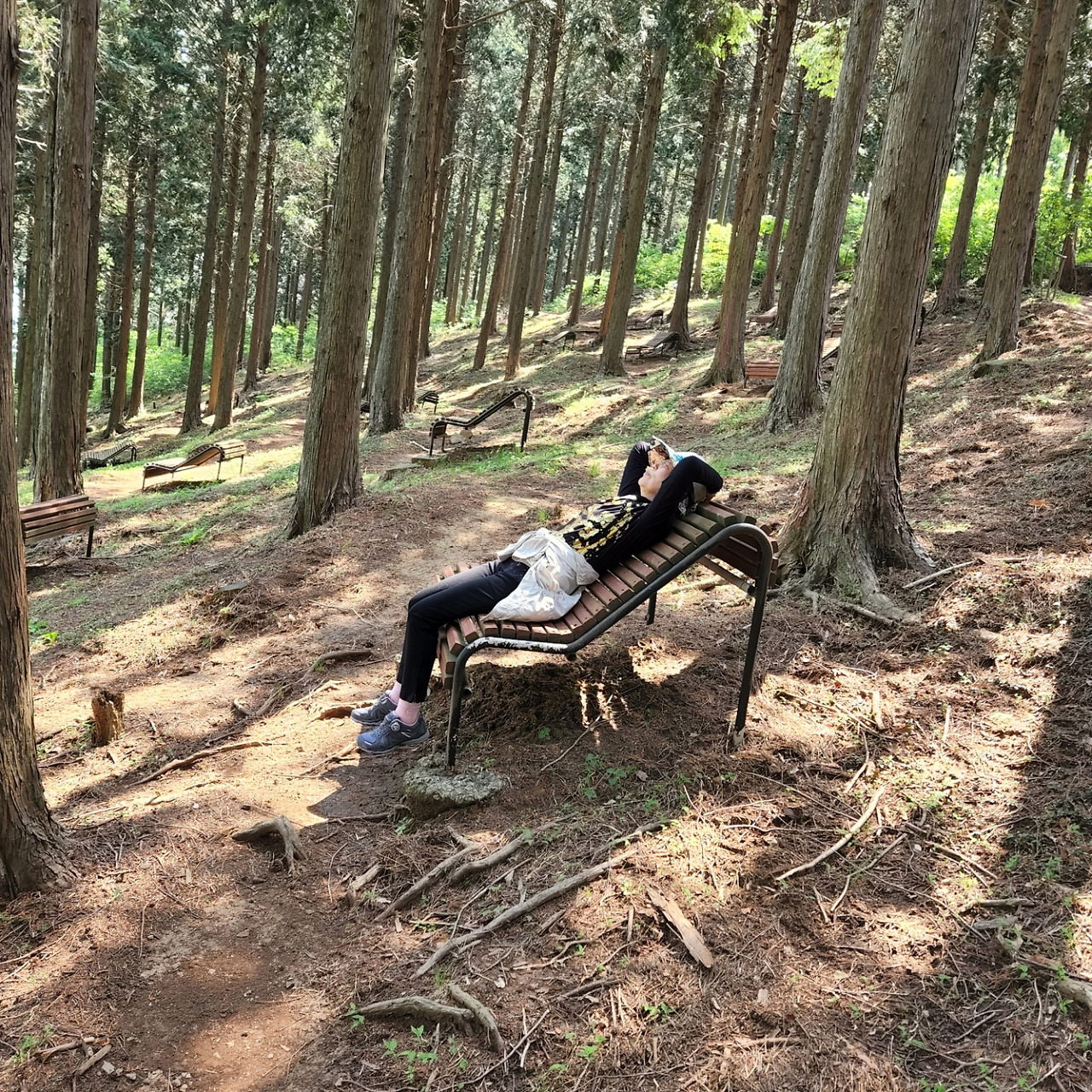 편백나무 숲.jpg