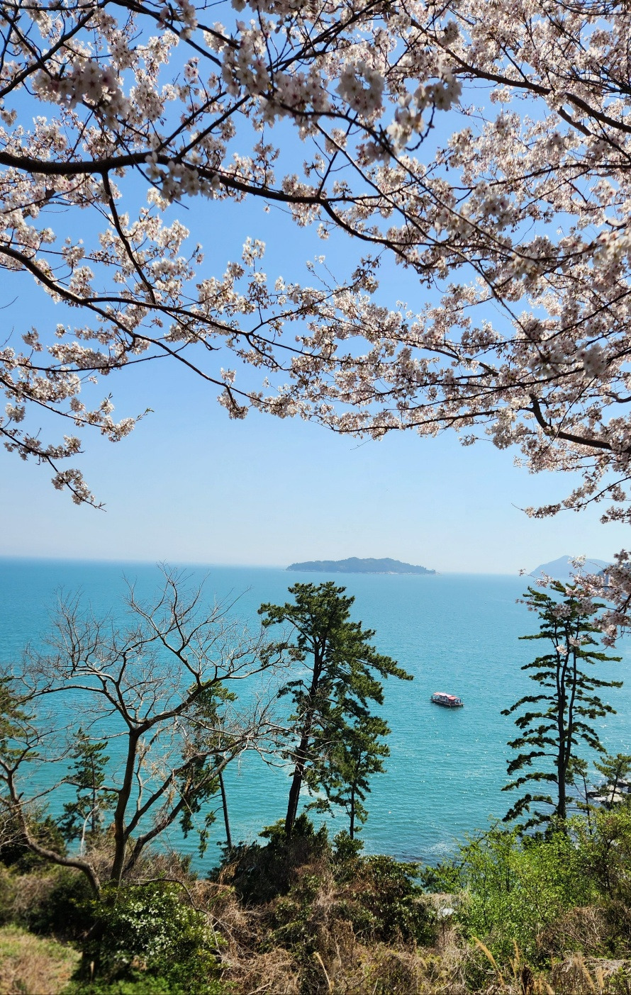 장승포 벚꽃1.jpg