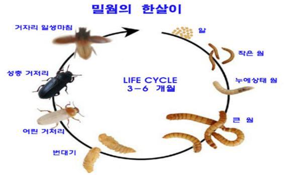 밀웜한살이.jpg