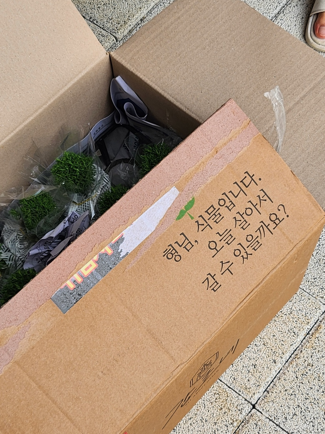 측백 테디 배송사진.jpg