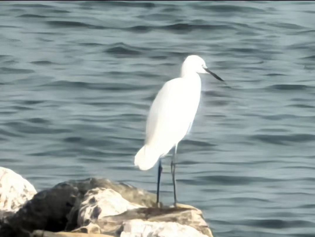 Weixin Image_20241125115442.jpg