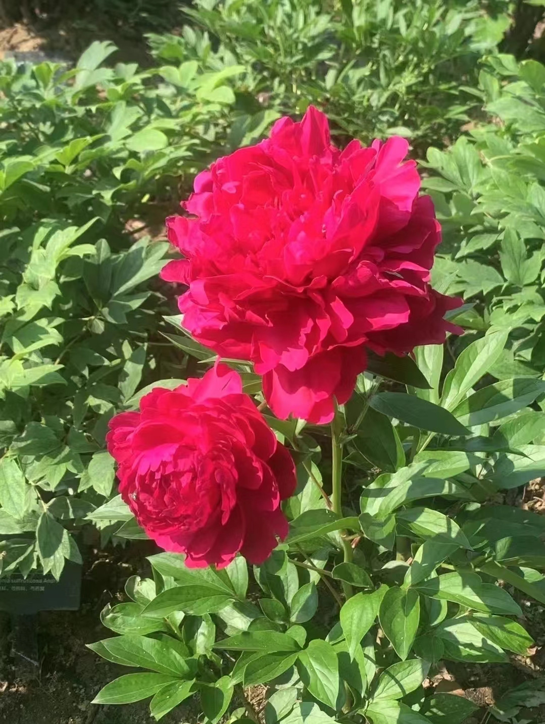 Weixin Image_20241118143033.jpg