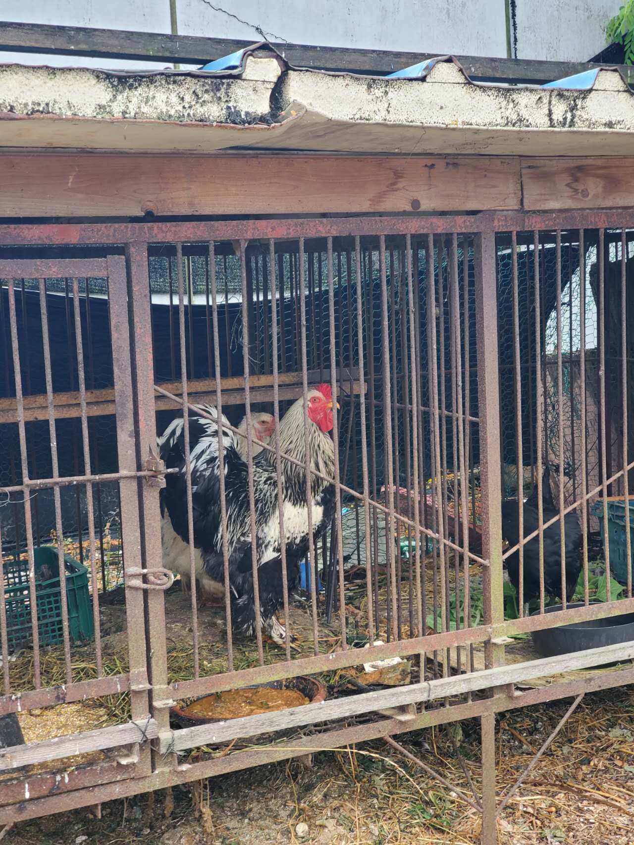 Weixin Image_20240625133529.jpg